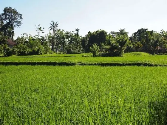 Deluxe Oda (Garden)