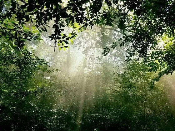 Romantic Ağaç Ev, Birden Çok Yatak, Sıcak Su Havuzu, Park Manzaralı