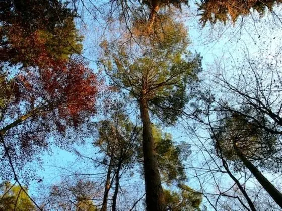 Kır Evi, Birden Çok Yatak