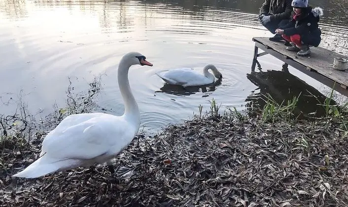 Kır Evi, Birden Çok Yatak