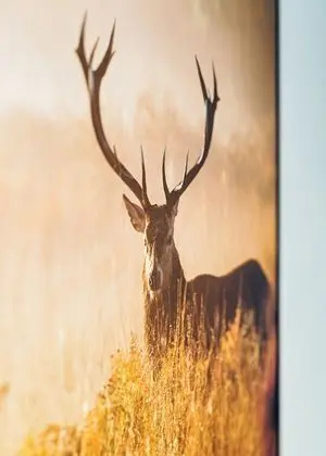 Exclusive Apart Daire (Schneerose)