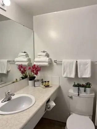 Süit