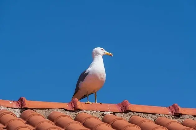 Apart Daire, Özel Banyo, Deniz Manzaralı (Sea front terrace )