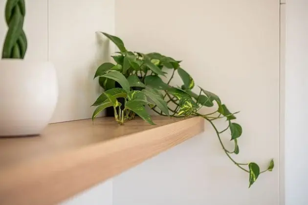 Luxury Çatı Katı Süiti (Penthouse)