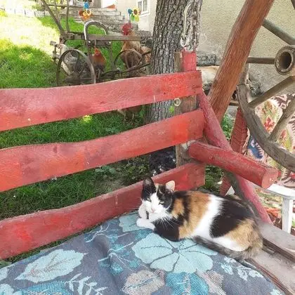 Oda, 1 Yatak Odası, Veranda