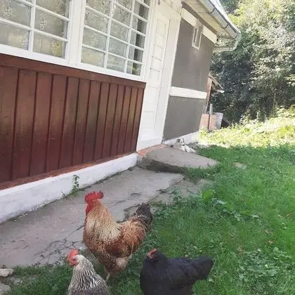 Oda, 1 Yatak Odası, Veranda