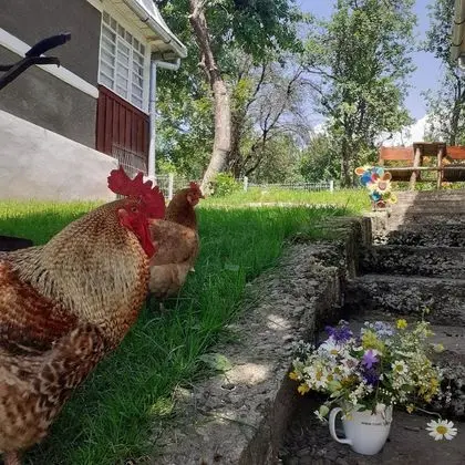 Oda, 1 Yatak Odası, Veranda