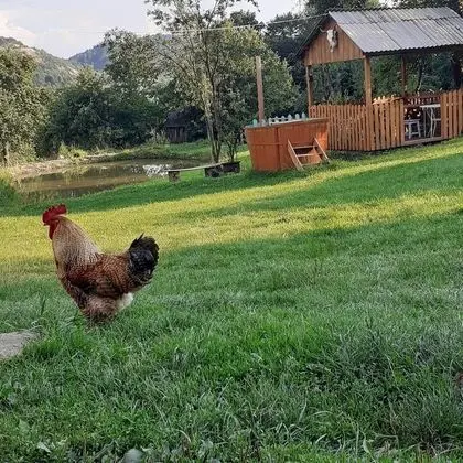 Oda, 1 Yatak Odası, Veranda