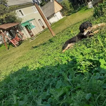 Oda, 1 Yatak Odası, Veranda