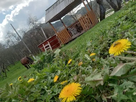 Oda, 1 Yatak Odası, Veranda