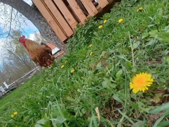 Oda, 1 Yatak Odası, Veranda