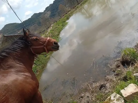 Oda, 1 Yatak Odası, Veranda