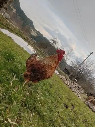 Oda, 1 Yatak Odası, Veranda