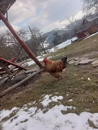 Oda, 1 Yatak Odası, Veranda