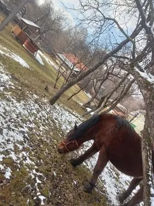 Oda, 1 Yatak Odası, Veranda