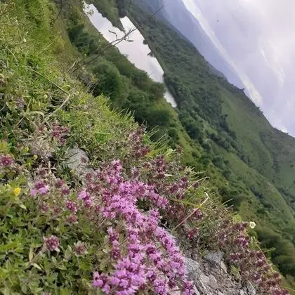 Oda, 1 Yatak Odası, Veranda