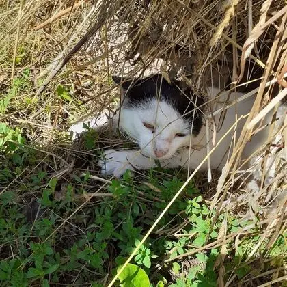 Oda, 1 Yatak Odası, Veranda