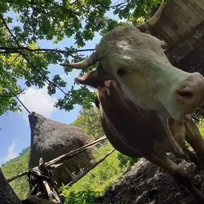 Oda, 1 Yatak Odası, Veranda