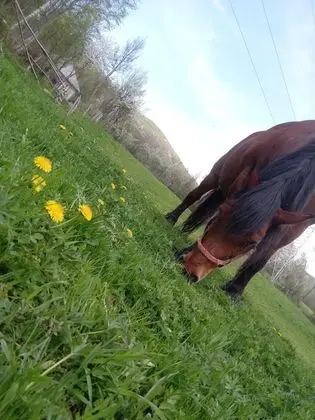 Oda, 1 Yatak Odası, Veranda