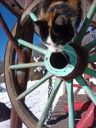 Oda, 1 Yatak Odası, Veranda