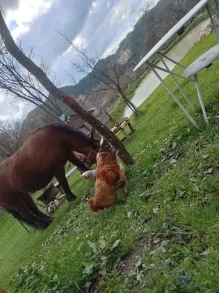 Oda, 1 Yatak Odası, Veranda