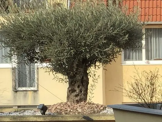 Deluxe Tek Büyük Yataklı Oda, Balkon