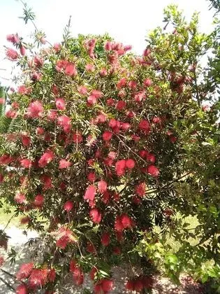 Villa, 4 Yatak Odası