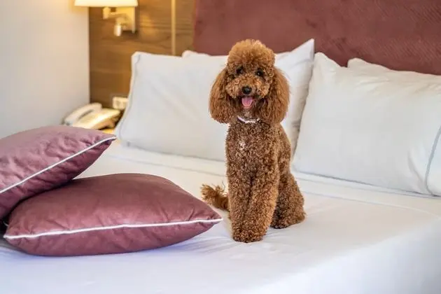 Deluxe Cozy Suite