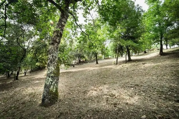 Standard Stüdyo, 1 Yatak Odası, Bahçe Manzaralı