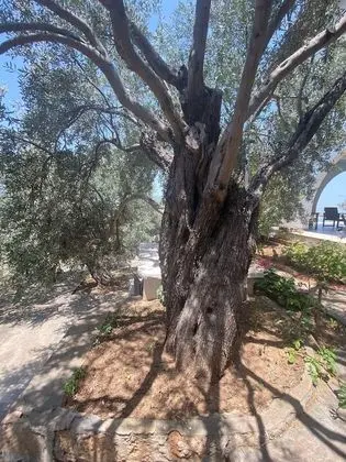 Villa, 4 Yatak Odası, Şömine