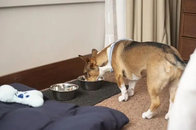 Superior Oda, 1 En Büyük (King) Boy Yatak