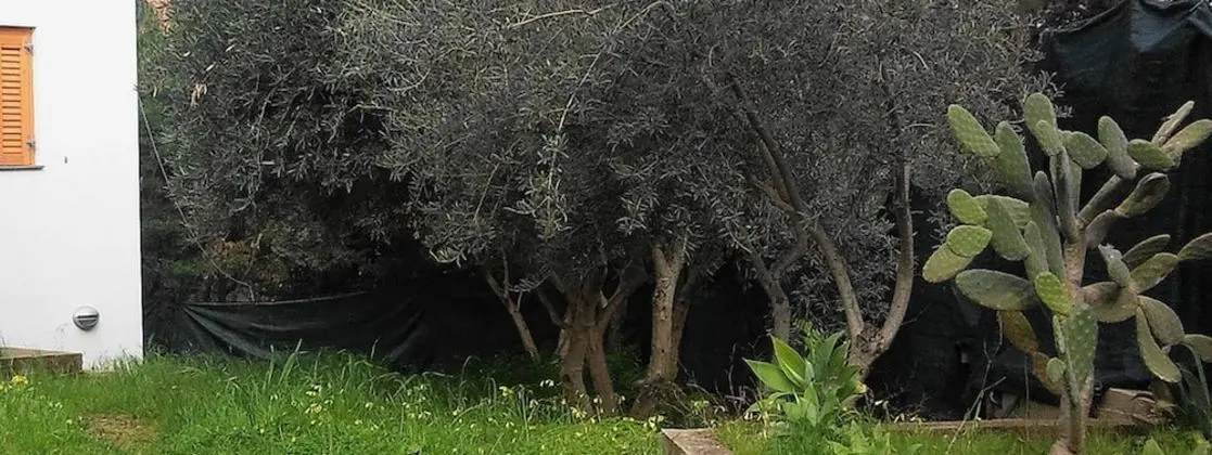 Villa, 1 Yatak Odası, Engellilere Uygun, Sigara İçilebilir