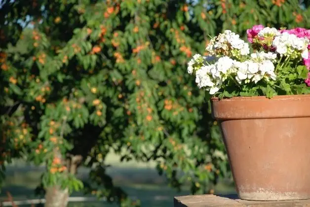 Apart Daire, 2 Yatak Odası, Şömine