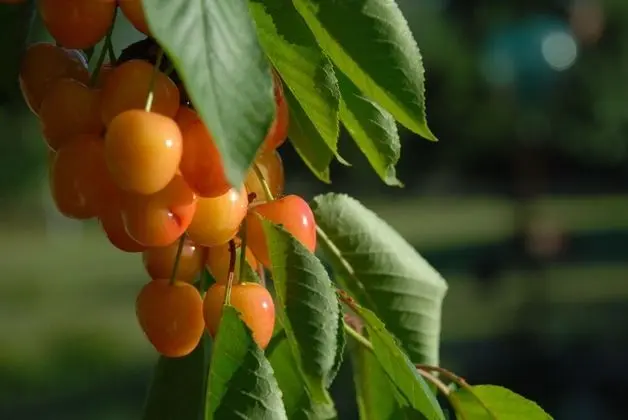 Apart Daire, 2 Yatak Odası, Şömine