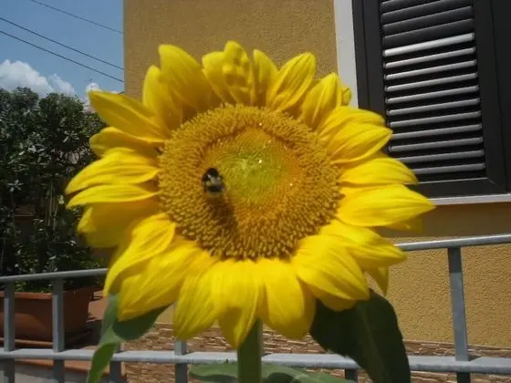 Villa, 1 Yatak Odası, Engellilere Uygun, Teras