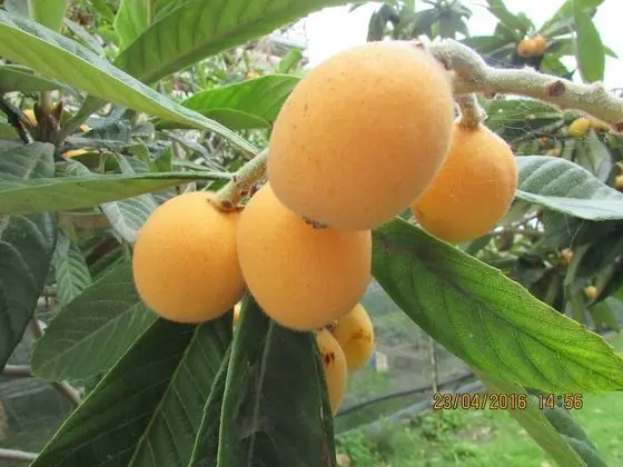 Villa, 1 Yatak Odası, Engellilere Uygun, Teras