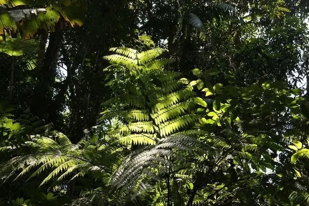 Tek Büyük Yataklı Oda (Vista para a floresta)