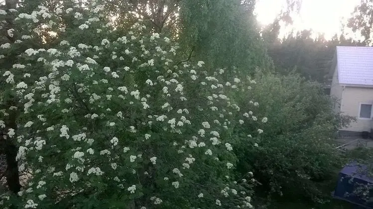 Apart Daire, 2 Yatak Odası, Sauna