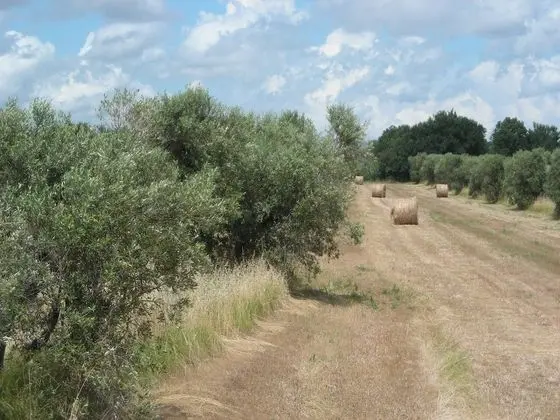 Villa, 1 Yatak Odası, Veranda
