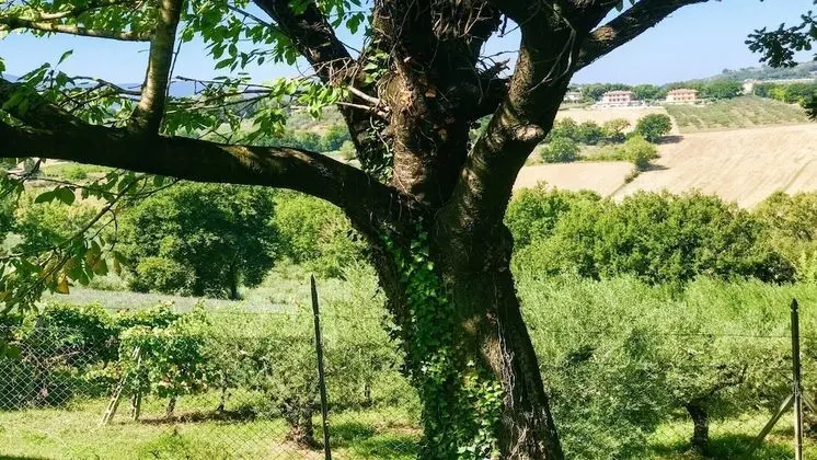 Villa, Birden Çok Yatak Odası, Veranda