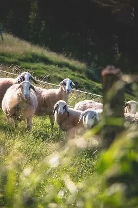 Classic Tek Büyük Yataklı Oda