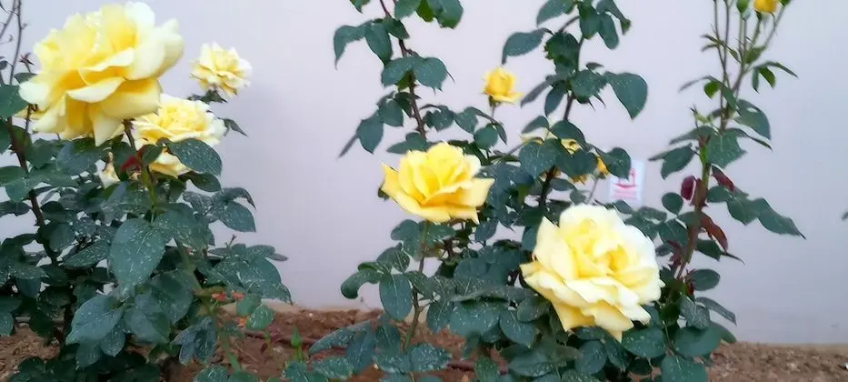 Apart Daire, 1 Yatak Odası, Balkon