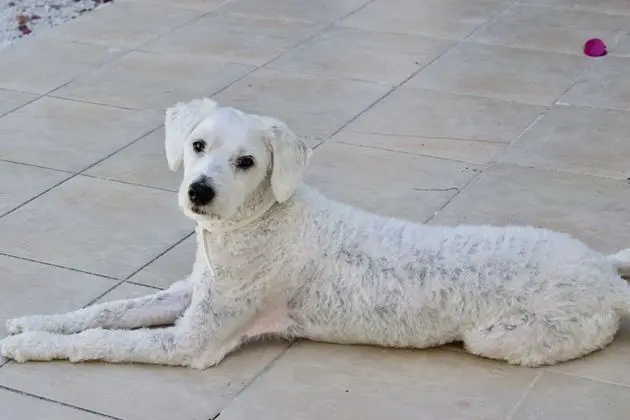 Apart Daire, 1 Yatak Odası, Balkon