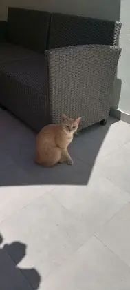 Apart Daire, 1 Yatak Odası, Balkon