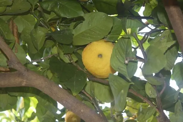 Büyük Yataklı Tek Kişilik Oda