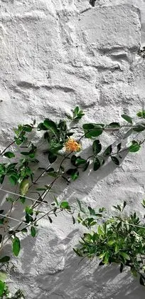 İki Ayrı Yataklı Oda, Banyolu/Duşlu
