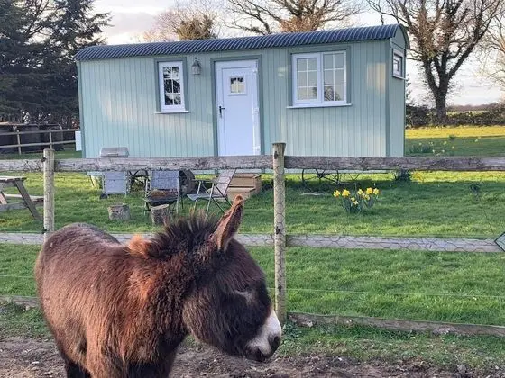 Romantic Oda, Özel Banyo (Farm animals on site)