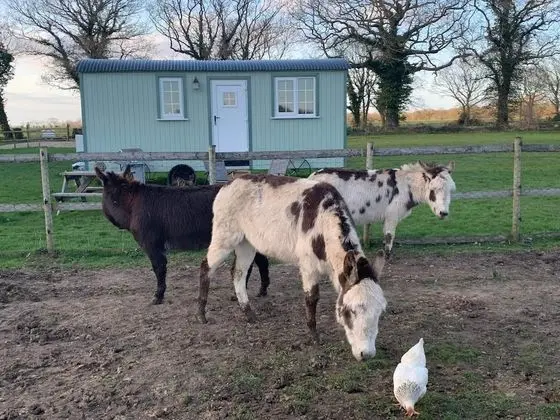 Romantic Oda, Özel Banyo (Farm animals on site)