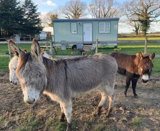 Romantic Oda, Özel Banyo (Farm animals on site)