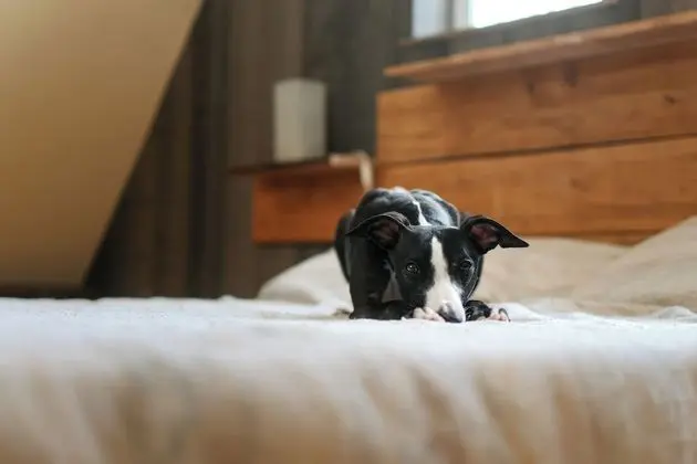 Comfort Kulübe, 1 Yatak Odası, Havuz Kullanımı, Dağ Yamacı